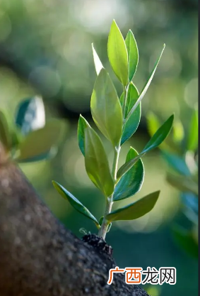 寓意象征和平的植物是叫什么名字 代表和平的植物