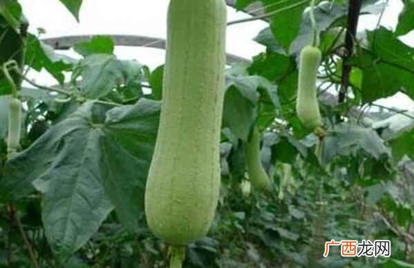 丝瓜在什么季节成熟丝瓜的种值方法是什么 丝瓜什么季节成熟