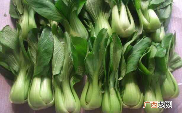 油菜的种类 油菜的种类和区别