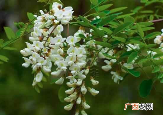 洋槐花有毒吗能吃吗 洋槐花有毒吗