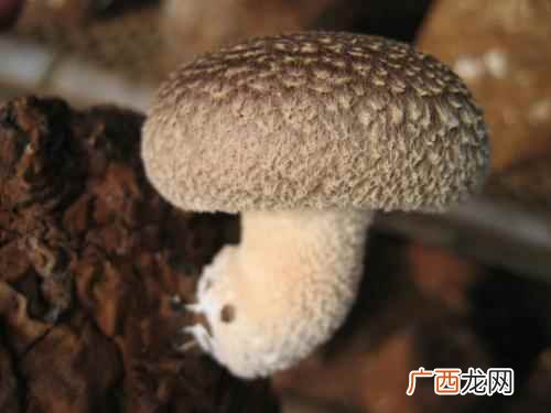 每天吃菌菇是好处还是坏处 每天吃菌菇好吗