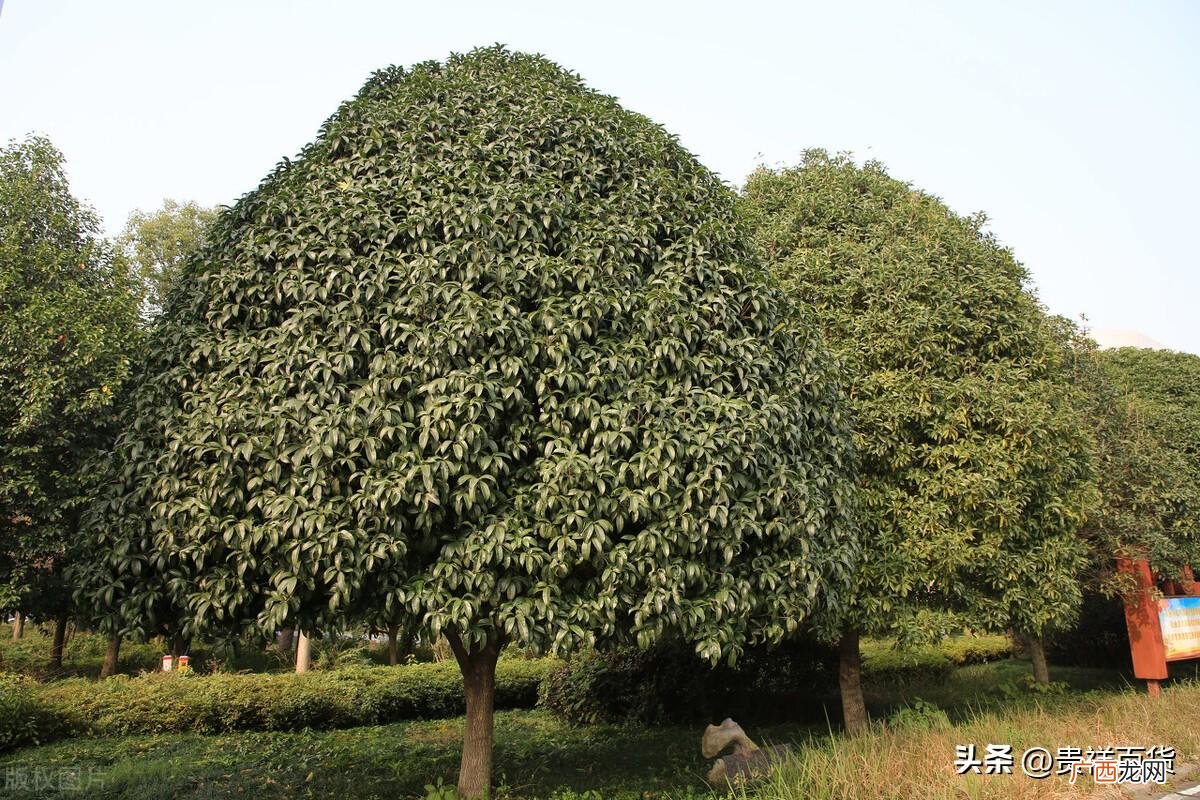 中国十大名贵树木是什么树 全国名贵树木排名前十名