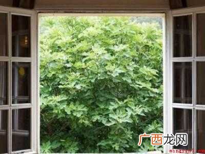 有小飞虫怎么消灭的具体操作步骤 有小飞虫怎么消灭