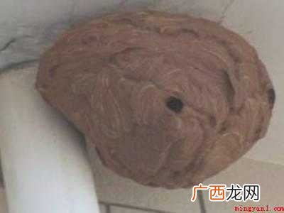 发现马蜂窝怎么处理的具体操作步骤 发现马蜂窝怎么处理