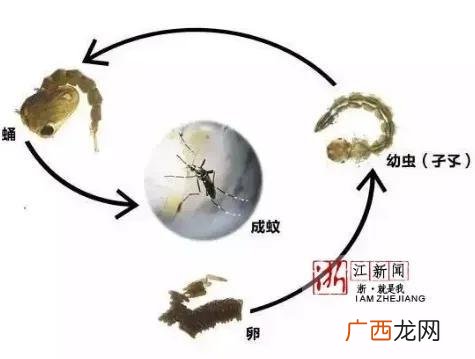一个蚊子能活多久 蚊子能活多久