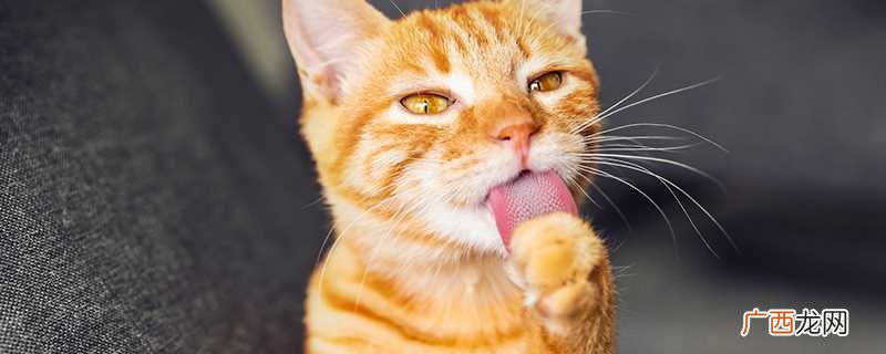 母猫绝育恢复期多久 哪几种猫会游泳