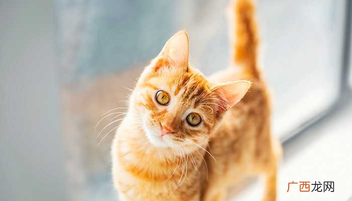 母猫绝育恢复期多久 哪几种猫会游泳