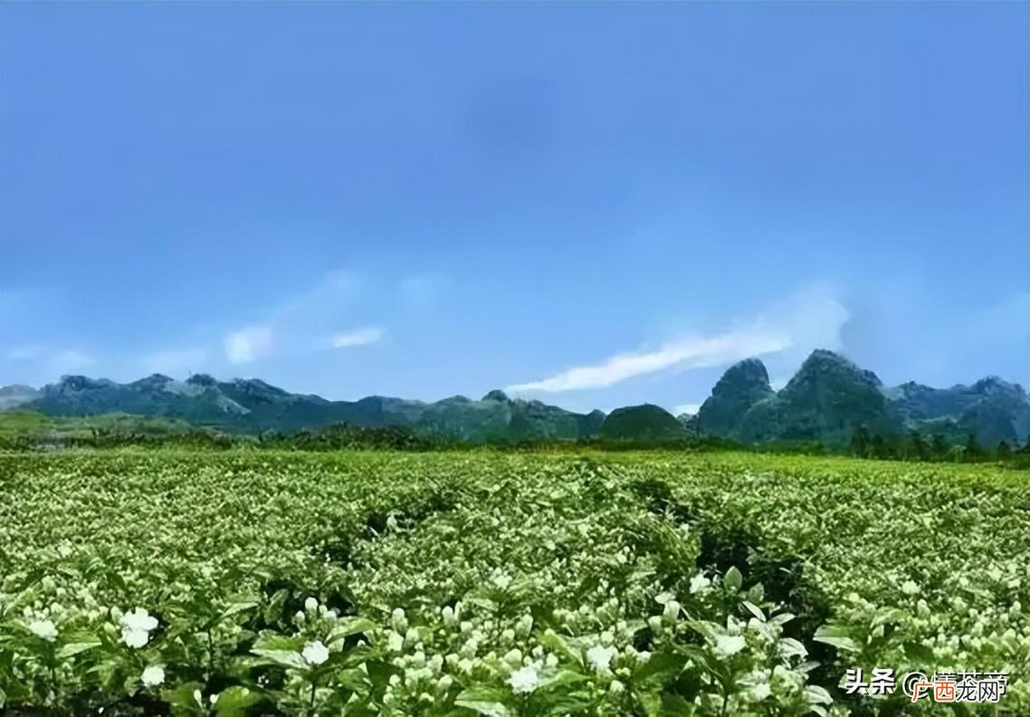 茉莉花茶哪个产地最好喝 茉莉花茶哪个产地最好