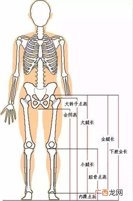 腿长怎么量从哪到哪对照表 腿长怎么量从哪到哪标准