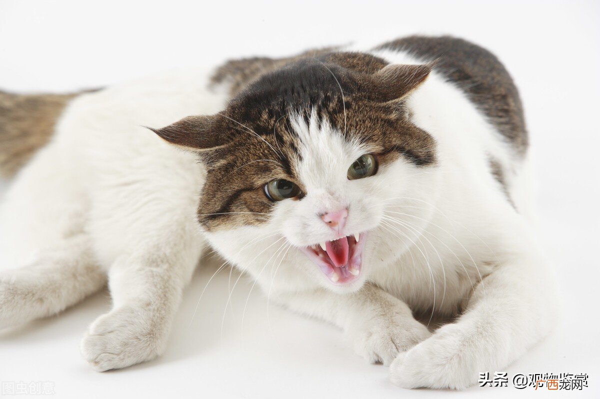 为什么有时猫会嗷呜嗷呜叫 猫嗷呜长叫拖长尾音怎么回事