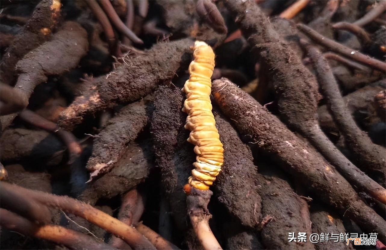 如何分辨虫草的真假 虫草多少钱一根