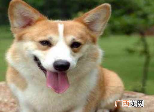 柯基多少钱一只400以下的 柯基多少钱一只