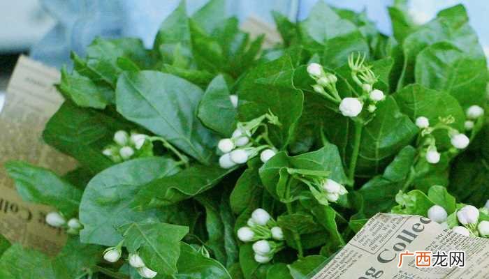非洲茉莉的养殖方法 非洲茉莉的养殖方法和注意事项