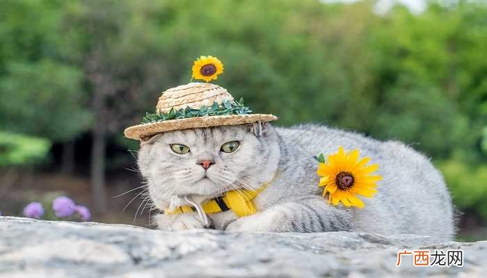 猫咪发出咕噜咕噜的声音是咋回事 猫咪发出咕噜咕噜的声音