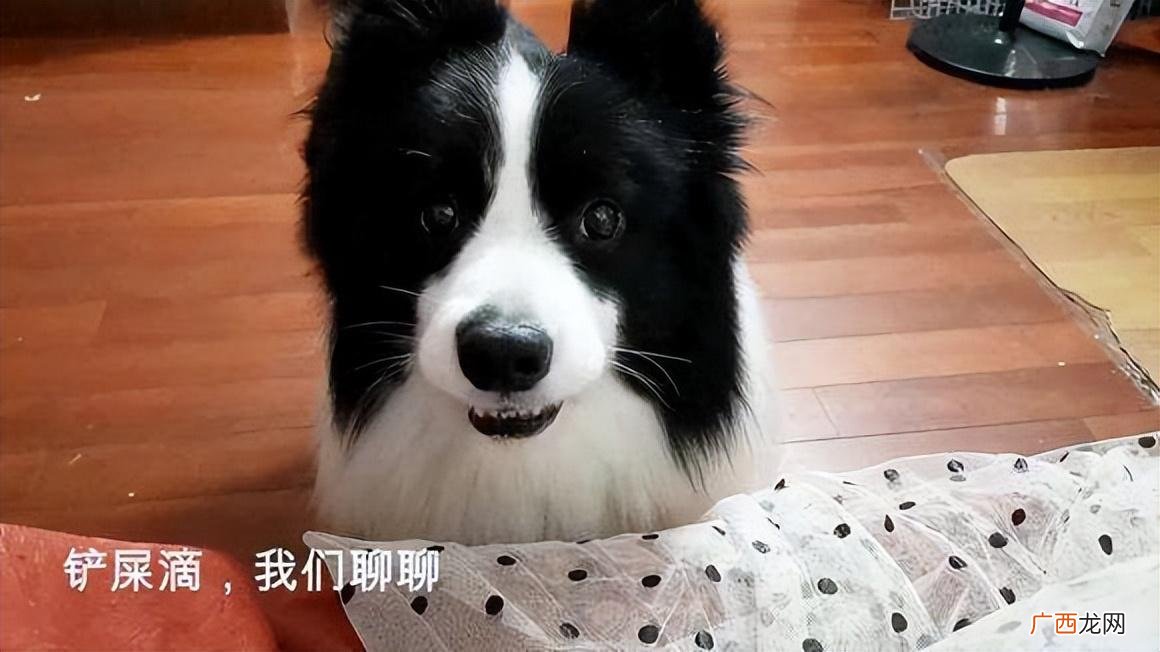 养边牧的10大忠告 十个不养边牧的理由