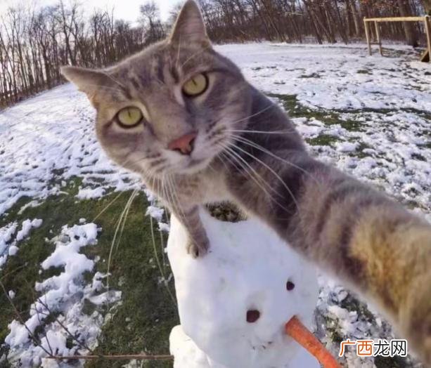 什么品种的猫最温顺最适合家养 最适合家养的猫排名