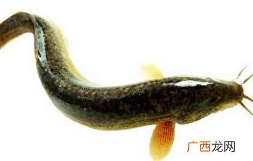 泥鳅配什么药用价值更好 泥鳅的药用价值