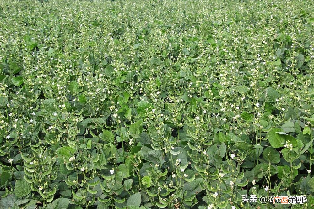 蚕豆如何种植管理才能长势更好 蚕豆最佳种植时间