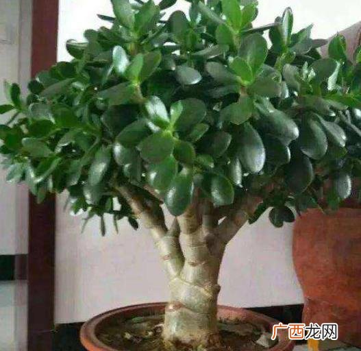 叶片发软打蔫快速恢复的方法 玉树叶子干瘪发软的原因