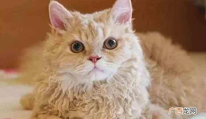 6个月猫咪换牙已经完成,马上就要进入发情期了 猫咪六个月相当于人多大