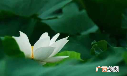 荷月指的是六月,六月又称为季月、伏月、焦月、署月、精阳、滤( 荷月是指几月份