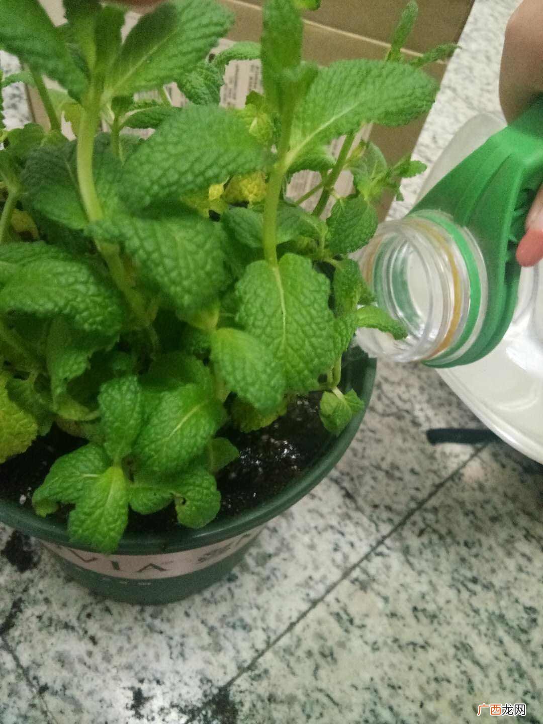 有驱蚊效果的4种植物 哪种植物驱蚊效果最好