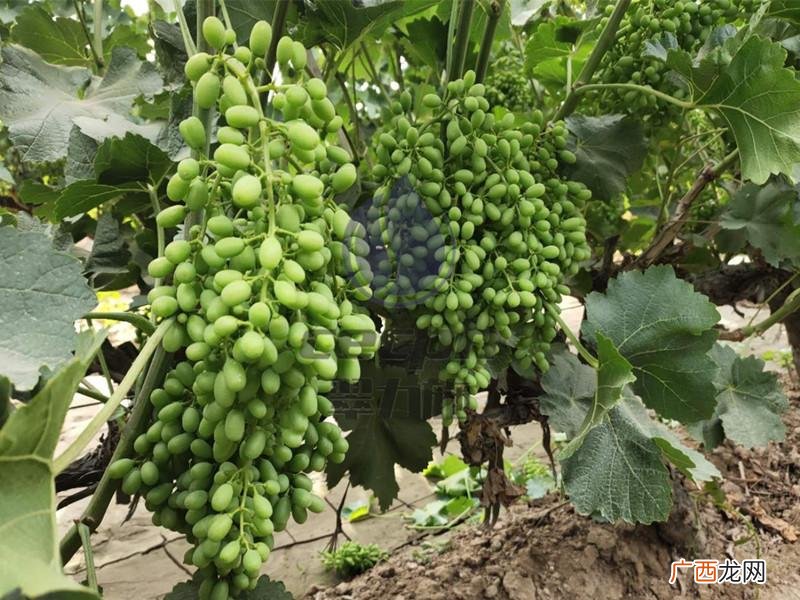 怎样识别磷酸二氢钾真假 磷酸二氢钾哪个牌子的是正品