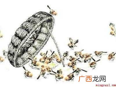 怎么抓麻雀的具体操作步骤 怎么抓麻雀
