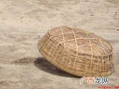 怎么抓麻雀的具体操作步骤 怎么抓麻雀