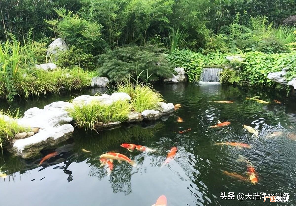新鱼缸的水浑浊保持水质清澈技巧 鱼池水浑浊怎么变清