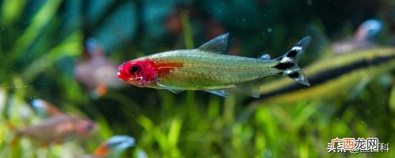 孔雀鱼最低水温多少度不死 凤尾鱼水温多少度合适