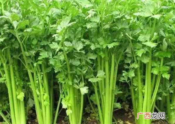 芹菜叶子还具有利尿、降血压、镇静的作用 芹菜叶子能吃吗