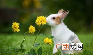兔子爱吃的蔬菜有哪些 兔子可以吃什么食物