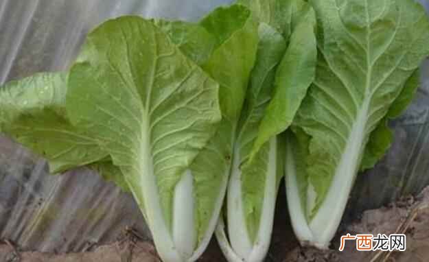小白菜是不是鸡毛菜 小白菜是鸡毛菜吗