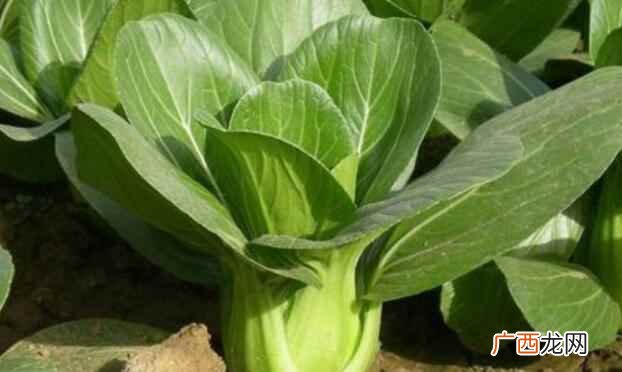 小白菜和大白菜是一个品种吗 小白菜和大白菜的区别是什么