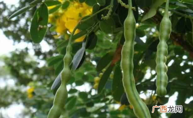 孕妇可以吃豆角吗晚期 孕妇可以吃豆角吗