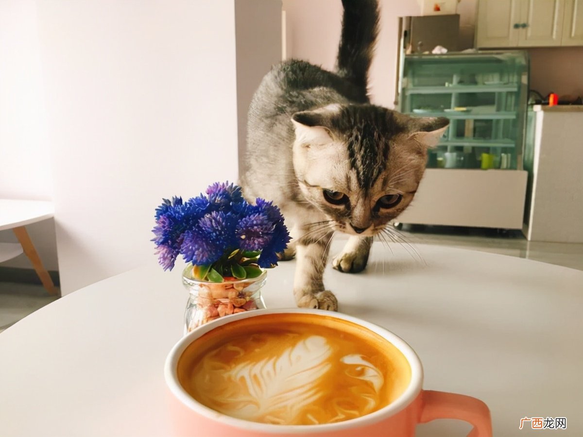 有什么味道猫就不喜欢靠近你 猫不喜欢什么味道