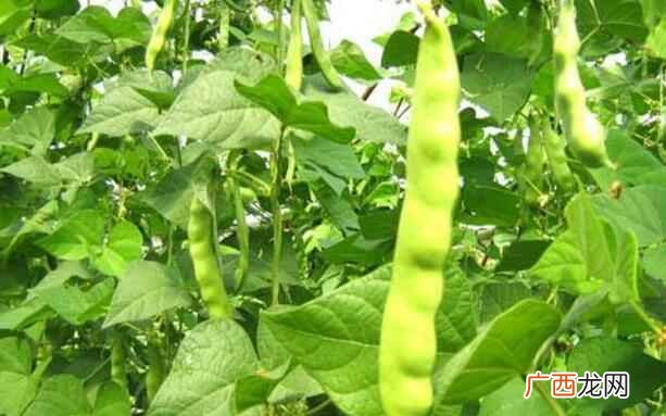 豆角的营养价值和功效 豆角的营养价值