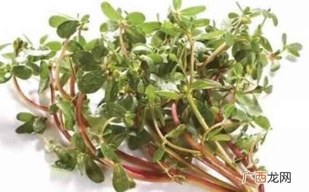 马齿苋不能和什么一起吃呢 马齿苋不能和什么一起吃