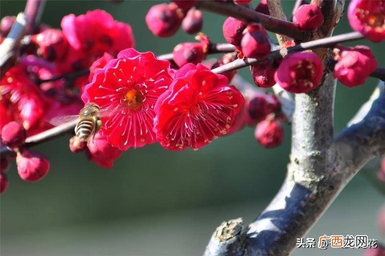 5种不怕冷的漂亮花，冬天冻一冻 不怕冻的花卉有哪些