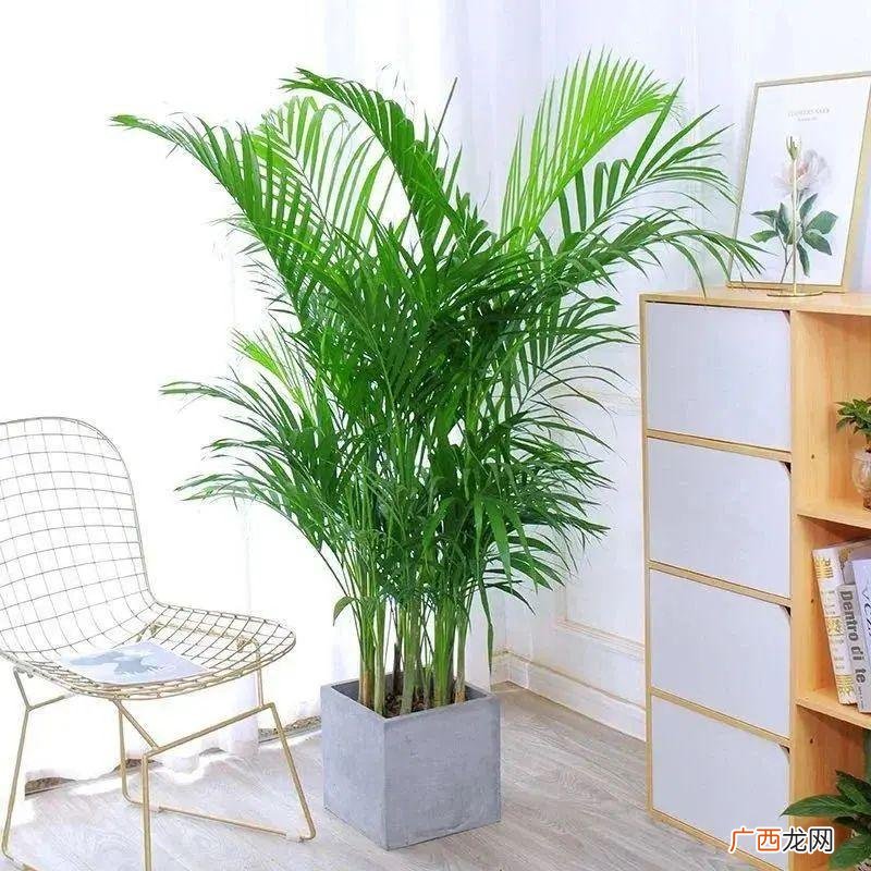 学会这4个方法安全过冬 花卉防寒越冬的方法