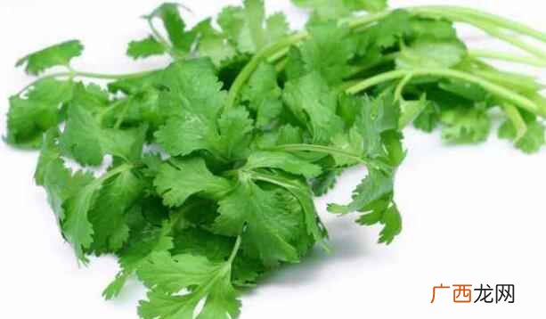 香菜是什么科的植物 香菜是什么