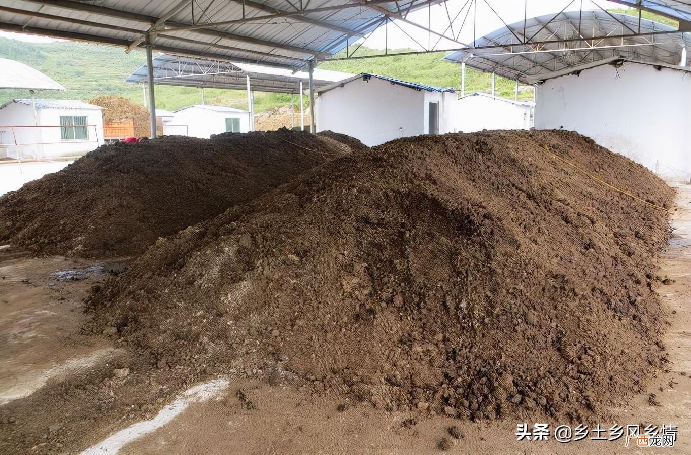 家庭土办法发酵鸡粪技巧 鸡粪变有机肥最简单处理方法