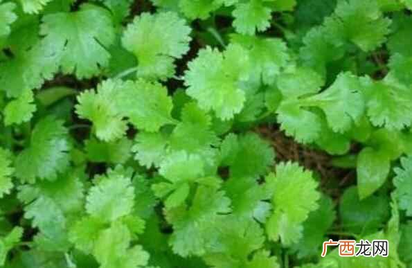 香菜的营养价值 香菜的热量