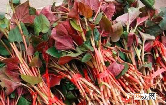 鱼腥草什么人不能吃啊 鱼腥草什么人不能吃