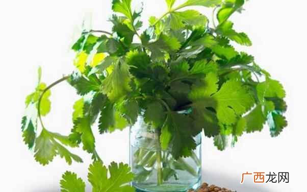 香菜的功效与作用禁忌是什么 香菜的功效与作用