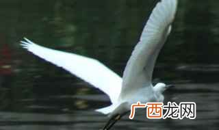 白鹭有多大 白鹭简单介绍