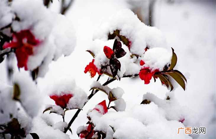 瑞雪兆丰年的下一句 瑞雪兆丰年的上一句和下一句