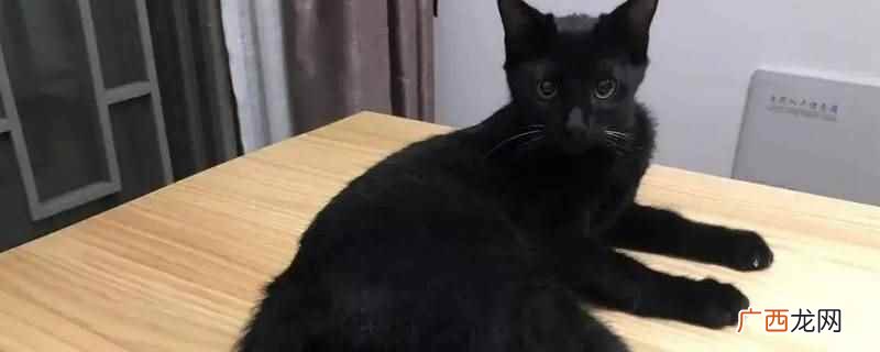 纯黑猫不一定是田园猫。 纯黑猫是田园猫吗