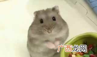 仓鼠是不能用水洗澡的 仓鼠可以用水洗澡吗